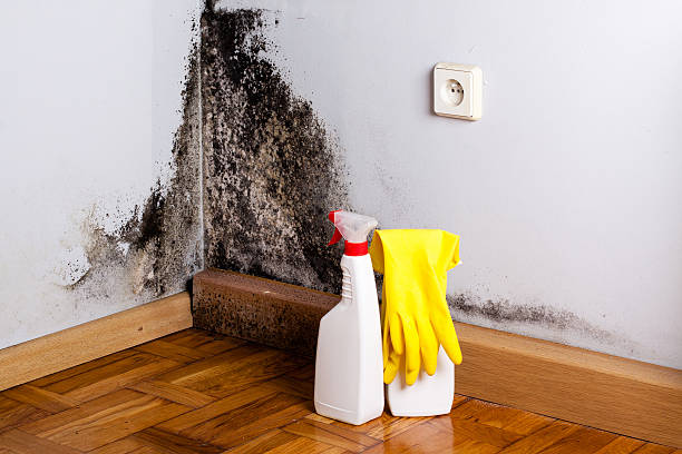 Best Commercial Mold Remediation in Pulaski, TN