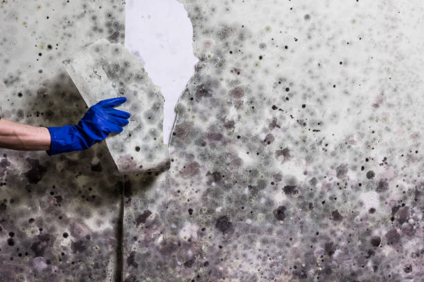Best Residential Mold Remediation in Pulaski, TN